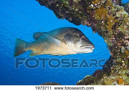 Stock Image - Netherlands Antilles, Cubera Snapper (Lutjanus Cyanopterus); Bonaire. Fotosearch