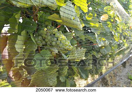 Stock Photo - Netting Over Ready To Harvest Vineyard Grapes, Beamsville, Ontario. Fotosearch