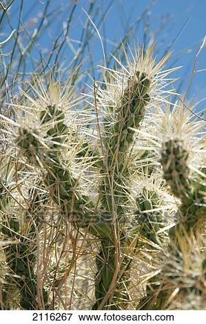 Nevada, Las Vegas, Bight desert cactus. View Large Photo Image Stock Photo - Nevada, Las Vegas, Bight desert cactus.. Fotosearch