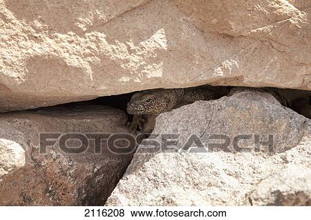 Nevada, Las Vegas, Desert, Lizard in rocks. View Large Photo Image Stock Photo - Nevada, Las Vegas, Desert, Lizard in rocks.. Fotosearch