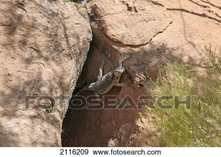 Stock Photo - Nevada, Las Vegas, Desert, Lizard in rocks.. Fotosearch