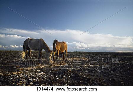 New Forest Ponies View Large Photo Image Picture - New Forest Ponies. Fotosearch