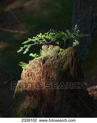 New Growth On An Old Cedar Stump; Lynn Valley, North Vancouver, British Columbia, Canada View Large Photo Image Stock Image - New Growth On An Old Cedar Stump; Lynn Valley, North Vancouver, British Columbia, Canada. Fotosearch