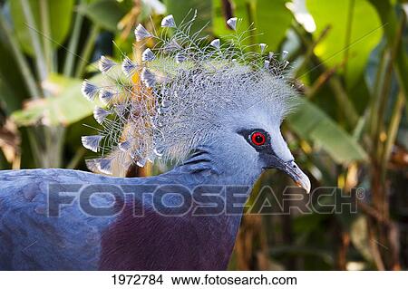 New Guinea, Victoria Crowned Pigeon (Goura Victoria). View Large Photo Image Picture - New Guinea, Victoria Crowned Pigeon (Goura Victoria).. Fotosearch