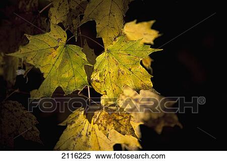 Stock Photography - New Hampshire, White Mountains, Sun Lit Foliage.. Fotosearch