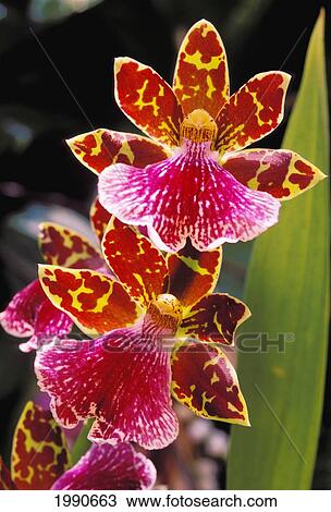 New Jersey, Linwood, Close-Up Of Colmanera Orchids On Plant, Purple And White Middle Portion, Brown Yellow Speckled Pattern View Large Photo Image Stock Image - New Jersey, Linwood, Close-Up Of Colmanera Orchids On Plant, Purple And White Middle Portion, Brown Yellow Speckled Pattern. Fotosearch