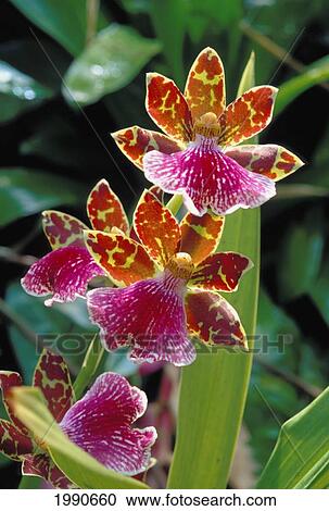 Stock Image - New Jersey, Linwood, Colmanera Orchids On Plant, Purple And White Portion, Brown And Yellow Speckled Pattern. Fotosearch