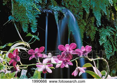 Stock Photograph - New Jersey, Linwood, Purple Dendrobium Orchid Flowers On Plant In Front Of Small Lush Waterfall Scene With Ferns. Fotosearch