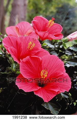 Stock Photo - New Jersey, Somers Point, Four Pink Hibiscus. Fotosearch