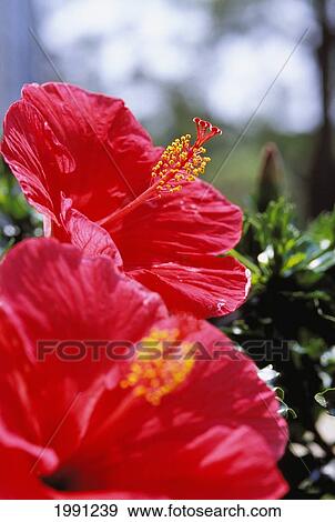 Stock Photo - New Jersey, Somers Point, Two Bright Pink Hibiscus. Fotosearch