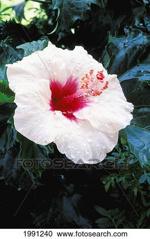 Stock Image - New Jersey, Somers Point, White Hibiscus With Red Center Covered In Dew. Fotosearch