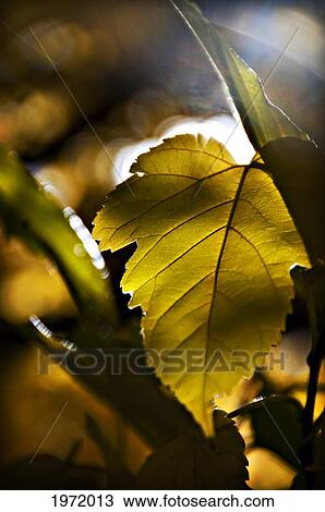 New Mexico, Autumn Leaf Illuminated By Sunlight. View Large Photo Image Stock Image - New Mexico, Autumn Leaf Illuminated By Sunlight.. Fotosearch