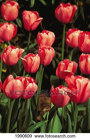 Stock Photo - New York, Tulips. Fotosearch