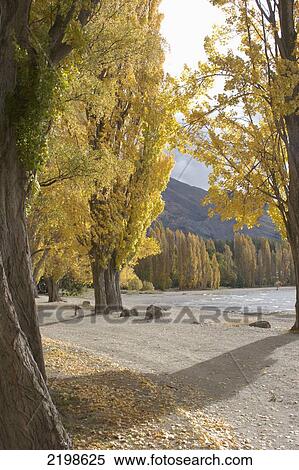 Stock Photography - New Zealand, Autumnal Poplars; Lake Wanaka. Fotosearch
