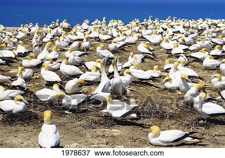 Stock Photo - New Zealand, Cape Kidnappers, Colony Of Australasian Gannet (Sula Serrator).. Fotosearch