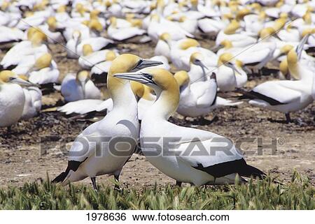 Stock Photograph - New Zealand, Cape Kidnappers, Colony Of Australasian Gannet (Sula Serrator).. Fotosearch