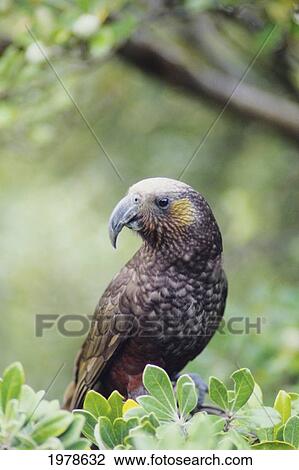 New Zealand, Kaka (Nestor Meridonalis) perching in tree; Kapiti Island View Large Photo Image Stock Image - New Zealand, Kaka (Nestor Meridonalis) perching in tree; Kapiti Island. Fotosearch