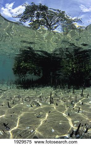 Stock Photography - New Zealand, Matapouri Estuary; Northland, Mangrove Tree on Sand From Underwater. Fotosearch