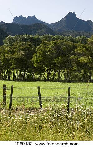 New Zealand, North Island, Coromandel, Country Road Leading To Puketui Valley. View Large Photo Image Stock Image - New Zealand, North Island, Coromandel, Country Road Leading To Puketui Valley.. Fotosearch
