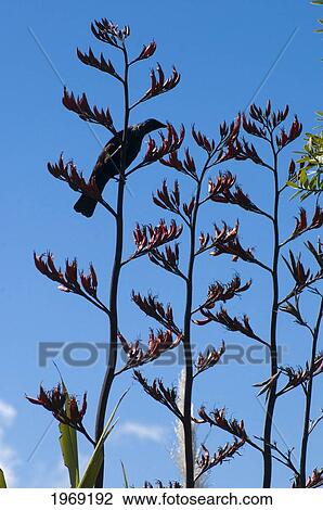 New Zealand, North Island, Coromandel, Flax Plant In Bloom With Black Bird Sitting On Branch. View Large Photo Image Stock Image - New Zealand, North Island, Coromandel, Flax Plant In Bloom With Black Bird Sitting On Branch.. Fotosearch