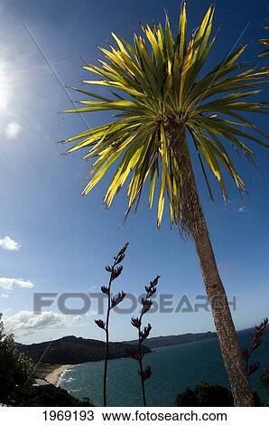 New Zealand, North Island, Coromandel, Native Cabbage Tree (Cordyline) And Flax Plant. View Large Photo Image Stock Image - New Zealand, North Island, Coromandel, Native Cabbage Tree (Cordyline) And Flax Plant.. Fotosearch
