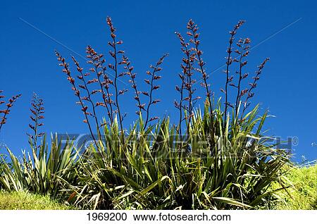 Stock Image - New Zealand, North Island, Coromandel, Flax Plant In Bloom, Ocean Background.. Fotosearch