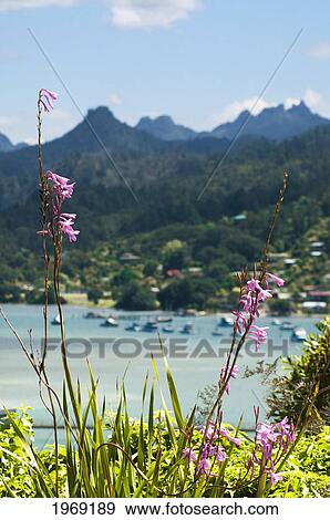 Stock Photo - New Zealand, North Island, Coromandel, Tairua Harbour, Pink Gladiolis In Foreground.. Fotosearch