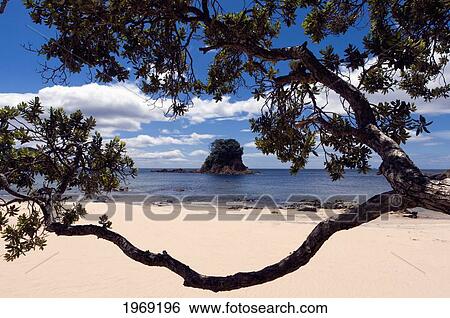Stock Photograph - New Zealand, North Island, Coromandel, Otara Bar, White Sandy Beach With Small Rock Island, Pohutukawa Tree (Christmas Tree) In Foreground.. Fotosearch