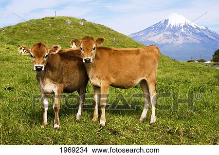 Picture - New Zealand, North Island, Taranaki, Dairy Cows In Green Grassy Paddock Of Dairy Farm, Mount Egmont In The Background.. Fotosearch