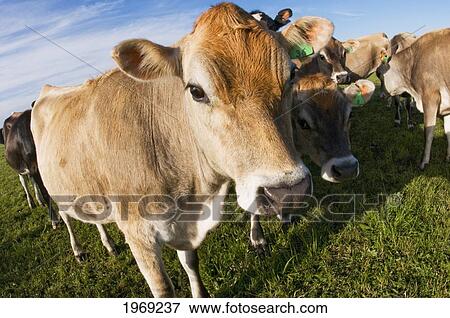 New Zealand, North Island, Taranaki, Dairy Cows In Green Grassy Paddock Of Dairy Farm. View Large Photo Image Stock Photo - New Zealand, North Island, Taranaki, Dairy Cows In Green Grassy Paddock Of Dairy Farm.. Fotosearch