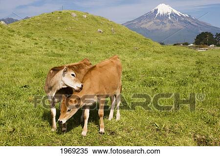 Stock Photography - New Zealand, North Island, Taranaki, Dairy Cows In Green Grassy Paddock Of Dairy Farm, Mount Egmont In The Background.. Fotosearch