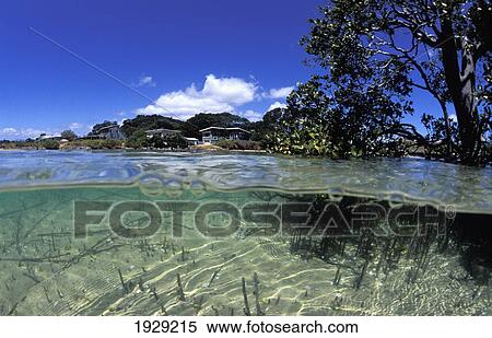 Stock Photography - New Zealand, Northland, Mangroves Grow in Clear Waters Near Summer Beaches; Matapouri Estuary. Fotosearch