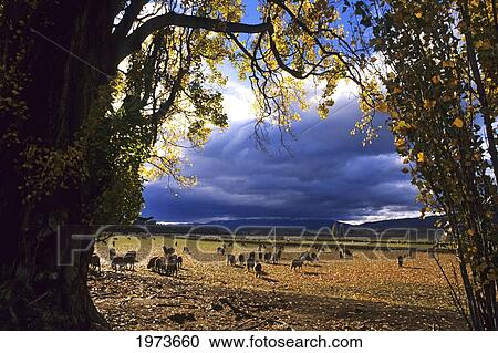 New Zealand, South Island Sheep Grazing In Fields, Mountains In Background. View Large Photo Image Stock Image - New Zealand, South Island Sheep Grazing In Fields, Mountains In Background.. Fotosearch