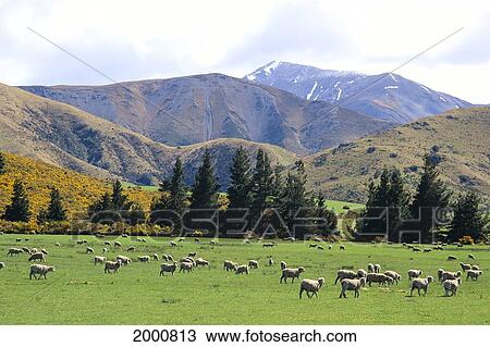 New Zealand, South Island Sheep Grazing In Fields, Mountains In Background View Large Photo Image Stock Image - New Zealand, South Island Sheep Grazing In Fields, Mountains In Background. Fotosearch