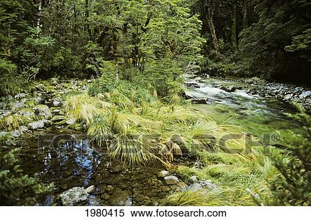 New Zealand, Stream surrounded by lush greenery by Milford Track; Fiordlands National Park View Large Photo Image Stock Photography - New Zealand, Stream surrounded by lush greenery by Milford Track; Fiordlands National Park. Fotosearch