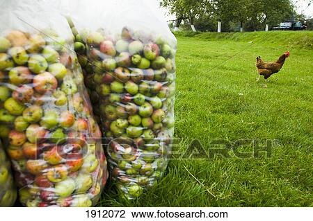 Newly Harvested Apples In Bags, Burtle Village, Somerset, Uk View Large Photo Image Stock Image - Newly Harvested Apples In Bags, Burtle Village, Somerset, Uk. Fotosearch