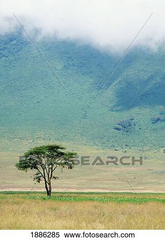 Stock Photography - Ngorongoro Crater. Fotosearch
