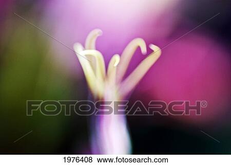 Stock Photo - Nigella Miss Jekyll Alba, Macro Close-Up Of Pistil.. Fotosearch