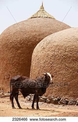 Niger, Ox standing in front of two domed adobe granaries; Tahoa Region View Large Photo Image Stock Photograph - Niger, Ox standing in front of two domed adobe granaries; Tahoa Region. Fotosearch