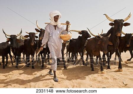 Stock Photo - Niger, Peul Bororo or Woodabe pastoralist tendering his cattle. Tiguidit Escarpment; Sahara Desert. Fotosearch