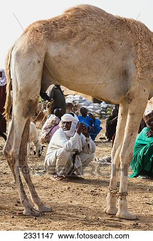 Niger, Peul trader squatting at Agadez main livestock market; Agadez View Large Photo Image Stock Photo - Niger, Peul trader squatting at Agadez main livestock market; Agadez. Fotosearch