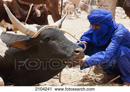 Niger, Sahara Desert, Agadez Region, Tuareg man checking on cow; Agadez View Large Photo Image Stock Image - Niger, Sahara Desert, Agadez Region, Tuareg man checking on cow; Agadez. Fotosearch