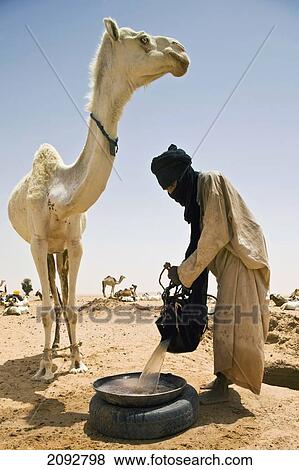 Stock Photo - Niger, Sahara Desert, Escarpment of Tiguidit; Agadez Region, Tuareg nomad watering camel. Fotosearch