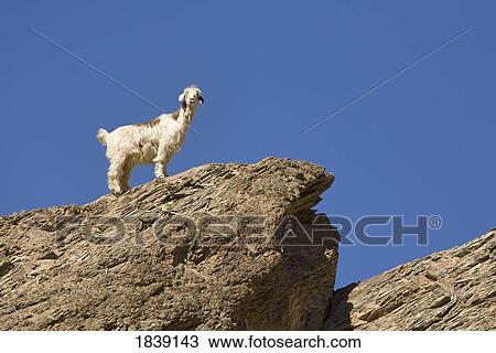 Stock Image - Nimble Footed Goat Looking Down From Top Of Rock; Wadi As Sahtan, Hajjar Mountains, Oman. Fotosearch