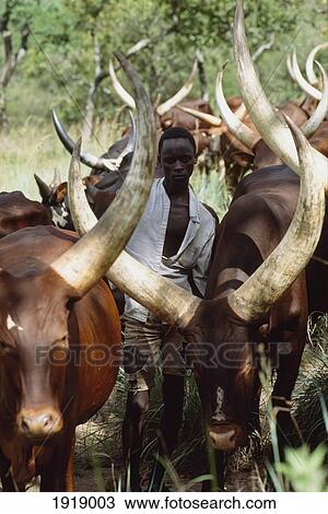 Stock Image - Nomadic Cattle Herders. Fotosearch