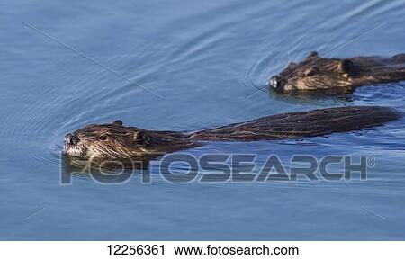 Stock Image - North American Beaver (Castor canadensis) pair swiming on the surfcae of a beaver pond in the Copper River Delta, near Cordova, Alaska. Fotosearch