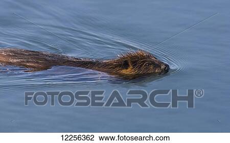 Stock Image - North American Beaver (Castor canadensis) pair swiming on the surfcae of a beaver pond in the Copper River Delta, near Cordova, Alaska. Fotosearch