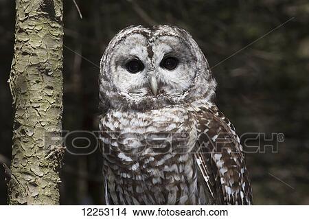 Northern barred owl perched on birch limb; Connecticut, USA View Large Photo Image Picture - Northern barred owl perched on birch limb; Connecticut, USA. Fotosearch