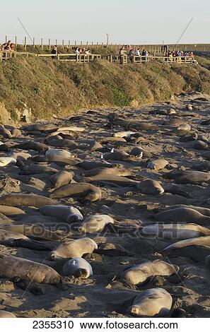 Northern Elephant Seal (Mirounga Angustirostris) On The Central California Coast With A Viewing Area; California, United States Of America View Large Photo Image Stock Image - Northern Elephant Seal (Mirounga Angustirostris) On The Central California Coast With A Viewing Area; California, United States Of America. Fotosearch