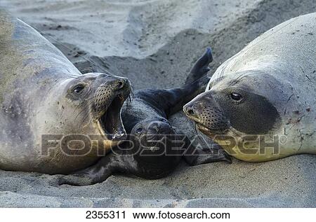 Stock Image - Northern Elephant Seal (Mirounga Angustirostris) On The Central California Coast; California, United States Of America. Fotosearch